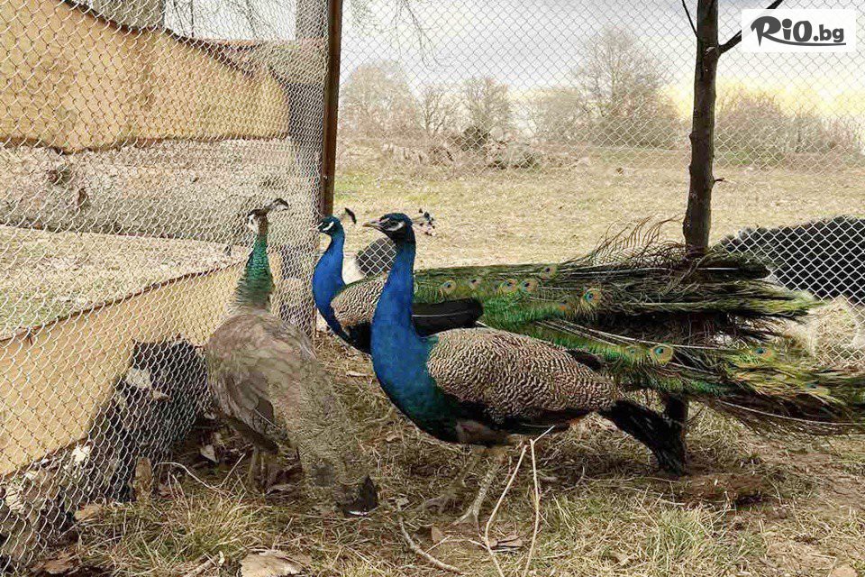 Конна база Тара - thumb 11 Конна база Тара - thumb 11