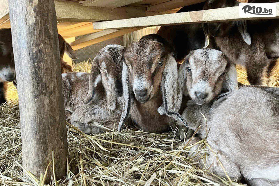 Конна база Тара - thumb 12 Конна база Тара - thumb 12