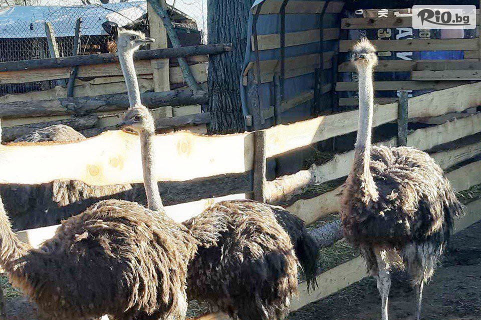 Конна база Тара - thumb 11 Конна база Тара - thumb 11