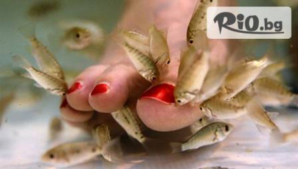 SPA Fish - thumb 2
