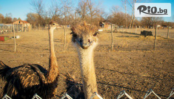 Конна база Тара - thumb 2