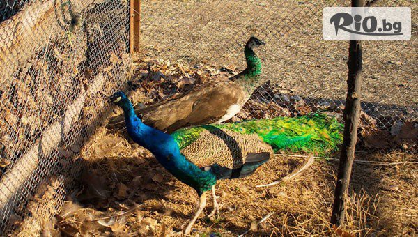 Конна база Тара - thumb 6