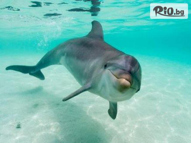 Виватурс - thumb 2 Виватурс - thumb 2