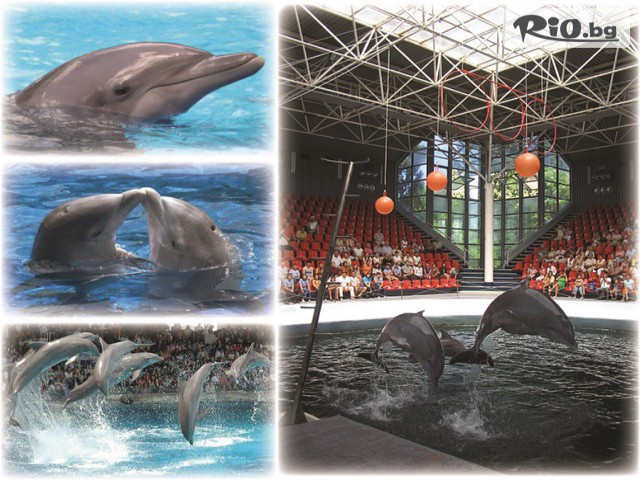 Виватурс - thumb 8 Виватурс - thumb 8