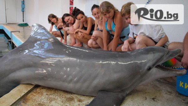 Виватурс - thumb 3