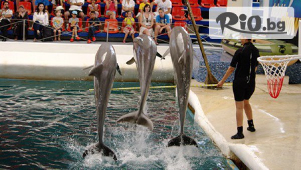 Виватурс - thumb 4