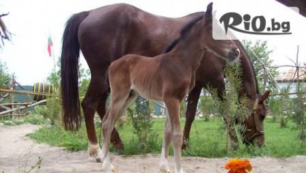 Механа и конна база Чифлика-с.Калиманци - thumb 4