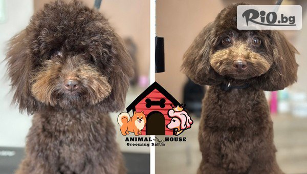 Грумин салон Animal House - thumb 3