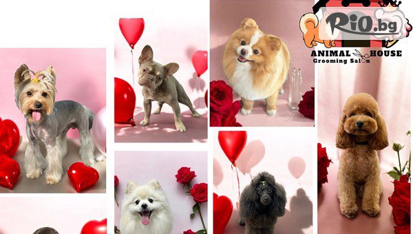 Грумин салон Animal House - thumb 2