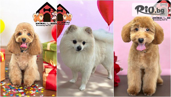 Груминг за най-добрия приятел! Къпане, разресване, рязане на нокти на кученца, от Груминг салон Animal House
