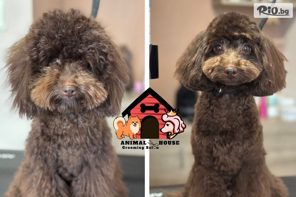 Грумин салон Animal House - thumb 3 Грумин салон Animal House - thumb 3