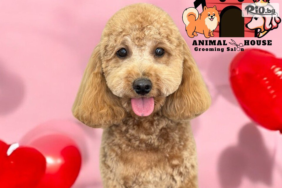 Грумин салон Animal House - thumb 7 Грумин салон Animal House - thumb 7