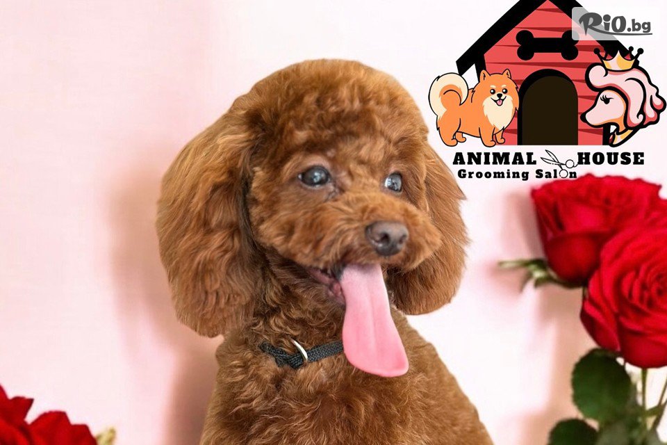 Грумин салон Animal House - thumb 8 Грумин салон Animal House - thumb 8