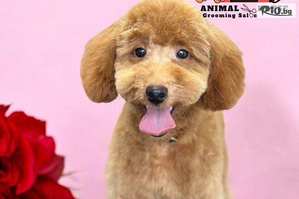 Грумин салон Animal House - thumb 9 Грумин салон Animal House - thumb 9