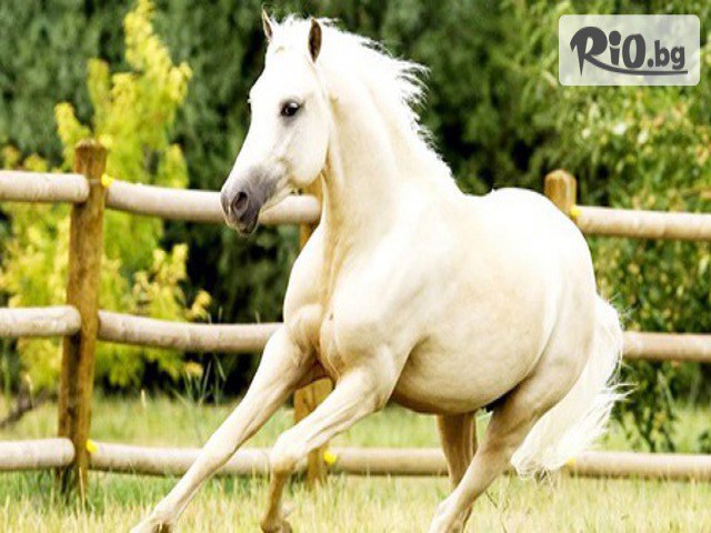 VitoshaFUN - thumb 4 VitoshaFUN - thumb 4