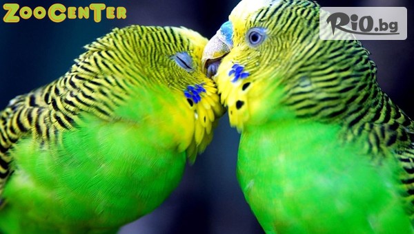 Зоомагазин ZooCenter - thumb 2