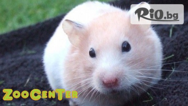 Зоомагазин ZooCenter - thumb 2