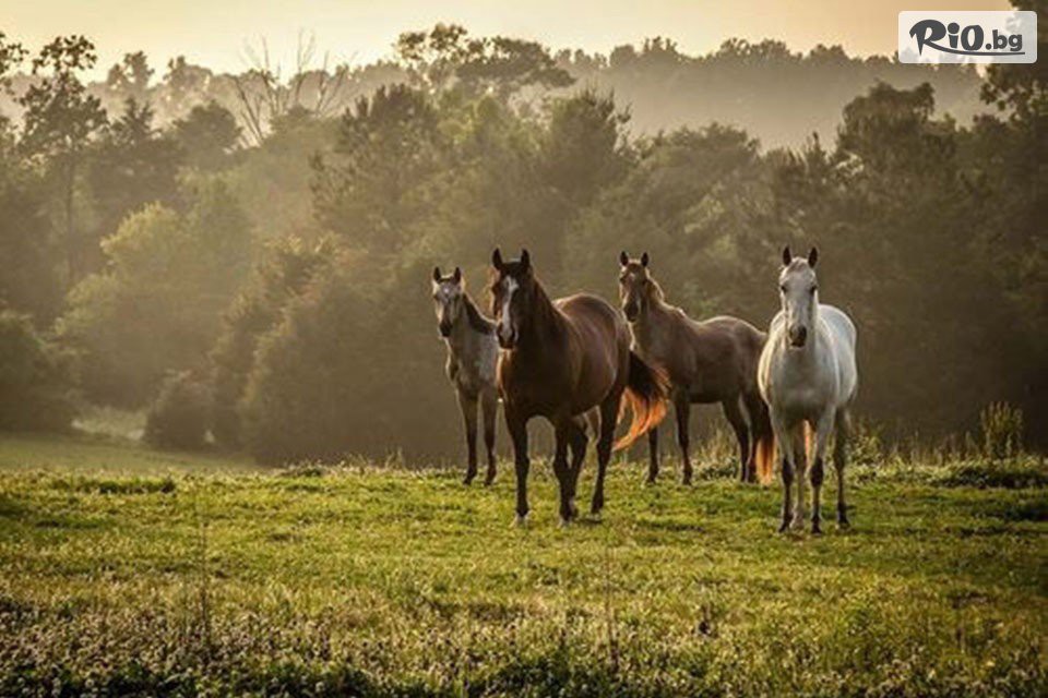 Конна база София - Юг - thumb 3 Конна база София - Юг - thumb 3