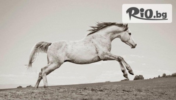 Конна база Ездул - thumb 5