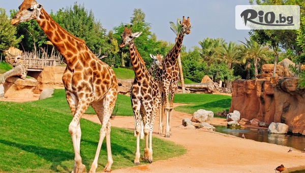 Солвекс - thumb 4