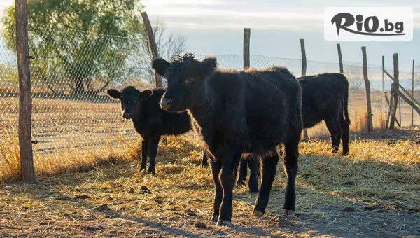 Конна база Тара - thumb 8