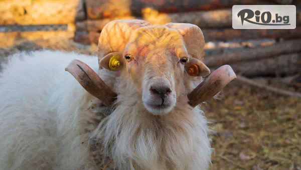 Конна база Тара - thumb 10