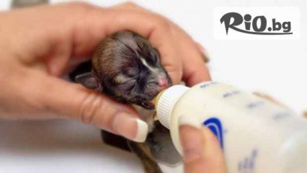 Ветеринарна клиника д-р Механджиев - thumb 3