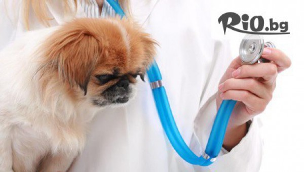 Ветеринарна клиника д-р Механджиев - thumb 4