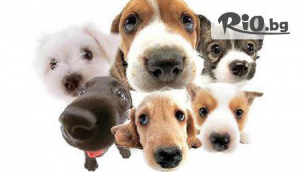 Ветеринарна клиника д-р Механджиев - thumb 5