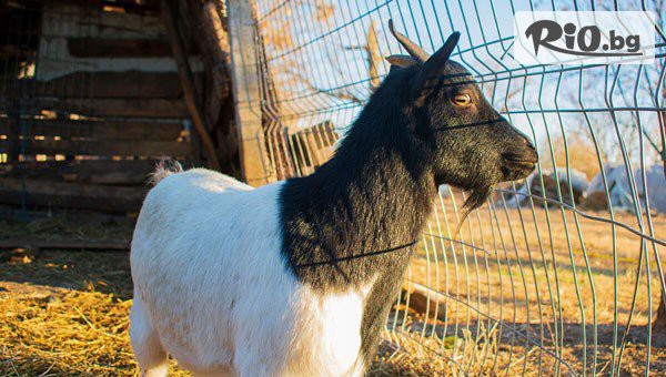 Конна база Тара - thumb 4