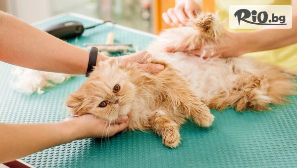 Waggy Tails Pet Grooming & Spa - thumb 2