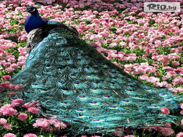 Замъка Равадиново - thumb 11 Замъка Равадиново - thumb 11