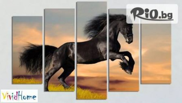 Vivid Home - thumb 6