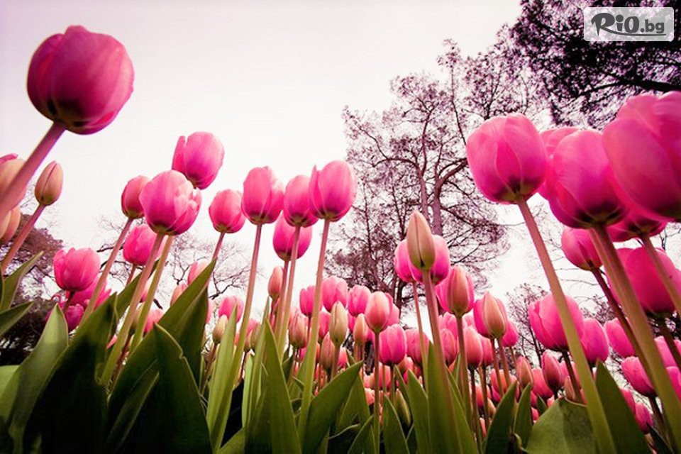 Туристическа агенция Ана Травел - thumb 5 Туристическа агенция Ана Травел - thumb 5