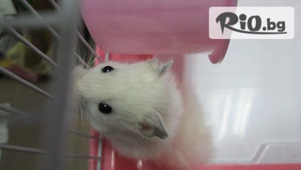 Зоомагазин ZooCenter - thumb 3