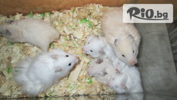 Зоомагазин ZooCenter - thumb 4