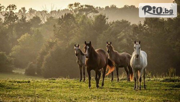 Конна база София - Юг - thumb 4