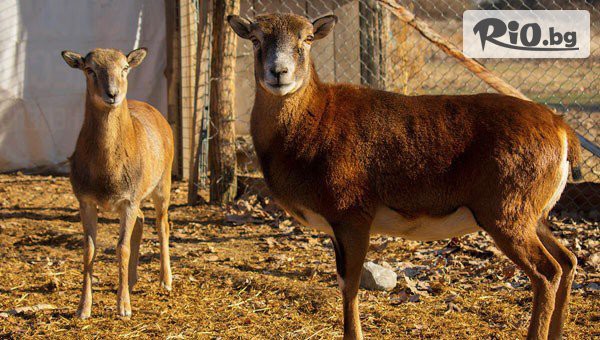 Конна база Тара - thumb 7