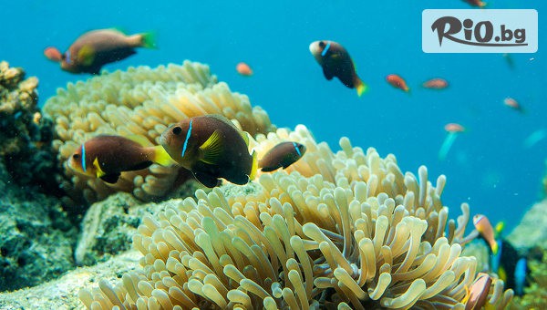 Далла Турс - thumb 6