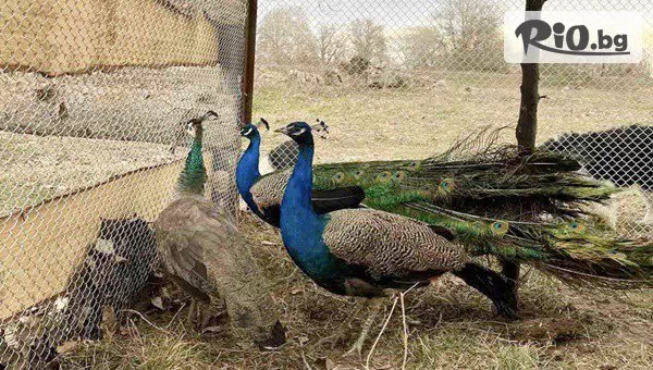 Конна база Тара - thumb 3