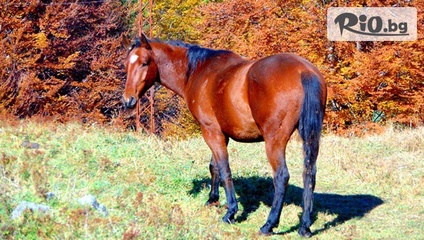 Ранчо Диви Родопи - thumb 4