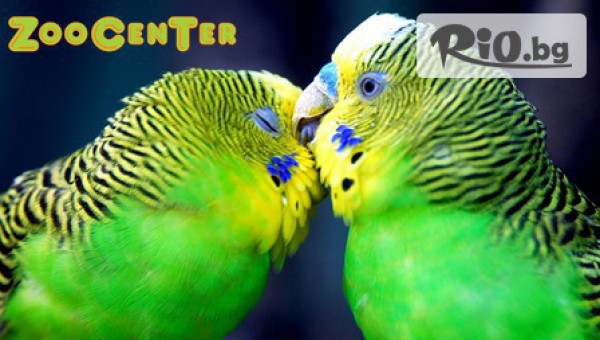 Истински приятел за вашето дете! Вълнисто папагалче с или без кафез на цена от 8лв, от Зоомагазин ZooCenter