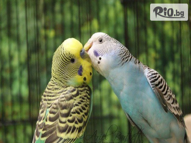 Зоомагазин ZooCenter - thumb 11 Зоомагазин ZooCenter - thumb 11