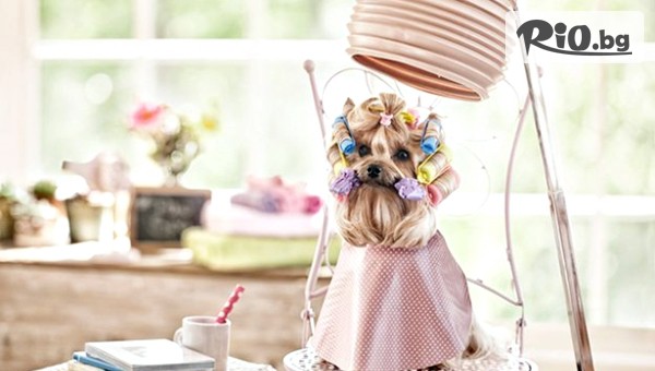 Грууминг салон SUNNY PETS - thumb 2