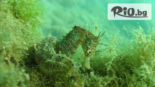 http://diving.bg/ - thumb 4