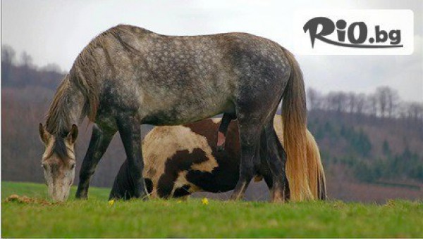 Хотелски комплекс "Еделвайс" - thumb 3