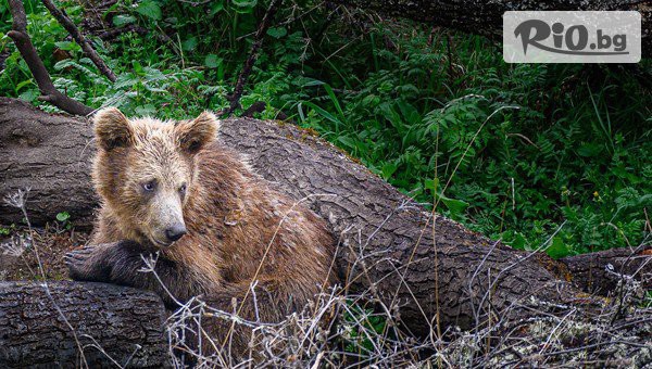 Екстрийм Девин - thumb 5
