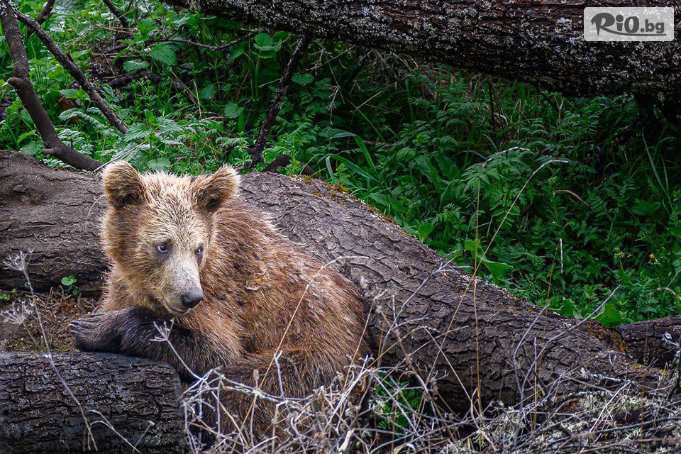 Екстрийм Девин - thumb 12 Екстрийм Девин - thumb 12