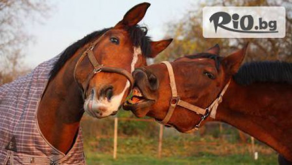 Конна база "" Драгалевци" - thumb 2