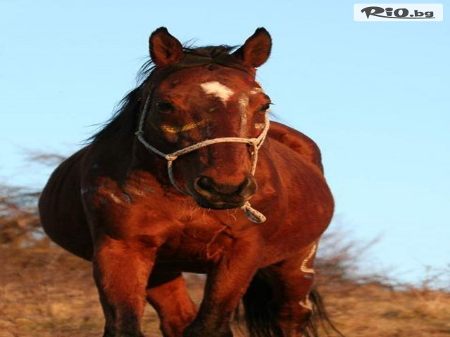 Школа Пътя на Коня и Лъка - thumb 3